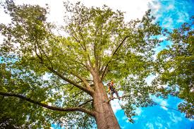 Trusted Valley Cottage, NY Tree Care Services Experts